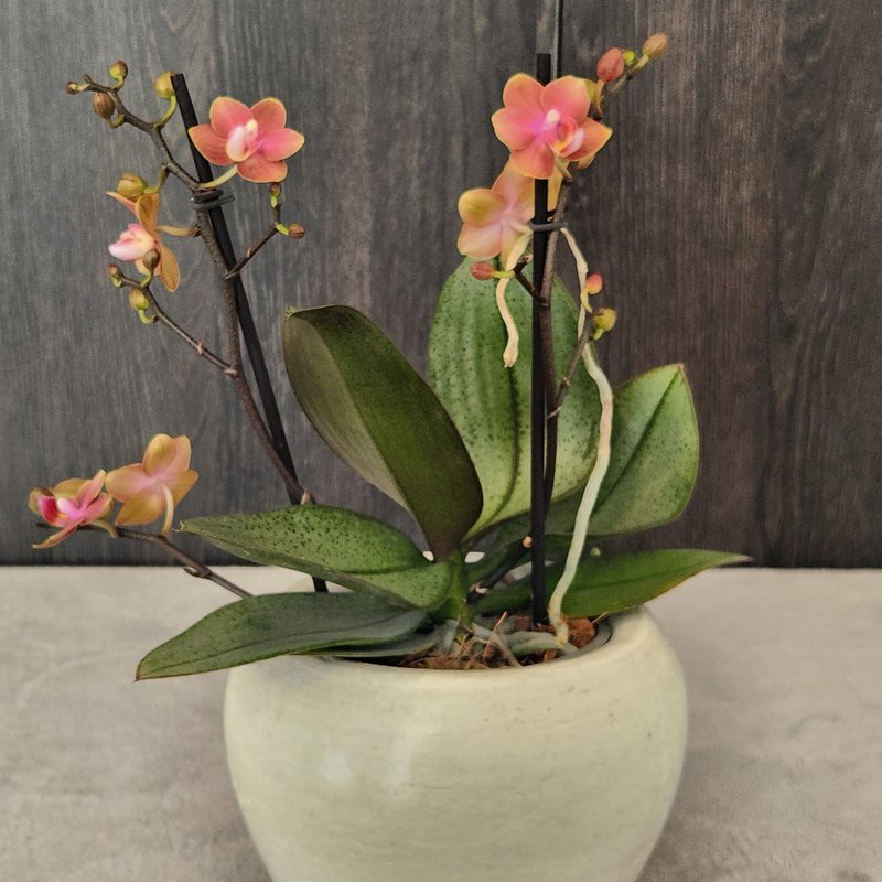 Orquídea Mini